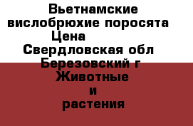 Вьетнамские вислобрюхие поросята › Цена ­ 1 250 - Свердловская обл., Березовский г. Животные и растения » Другие животные   